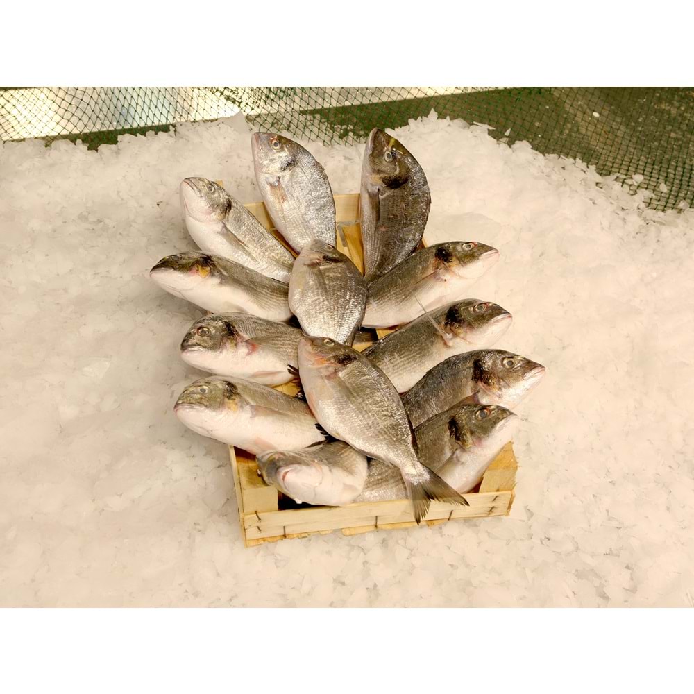 ÇİPURA 5KG (KASA)